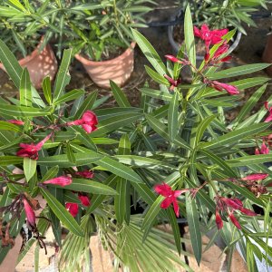 Nerium oleander (oleander červený)  ´CLAUDIA ´ kont. C3L, výška: 40-60 cm (-10/-12°C)
